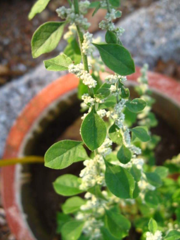 Cherula -Aerva lanata